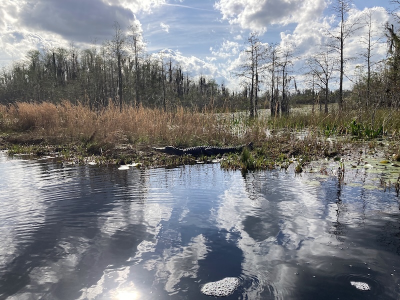 gator at Okefenokee